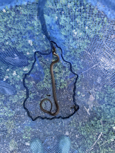 Japanese Keelback
