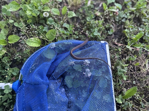 Japanese Keelback
