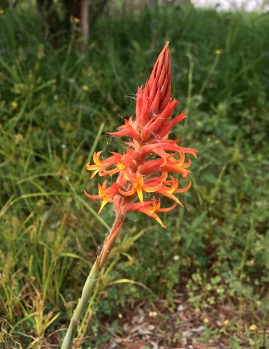 Scarlet Lady's Tresses