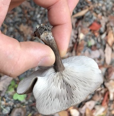Melanoleuca humilis