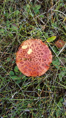 Suillus spectabilis