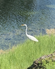 Ardea alba