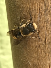 Osmia azteca