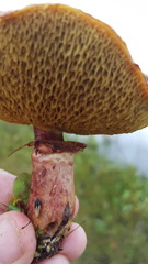 Suillus spectabilis