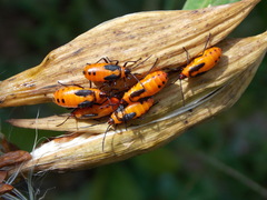 Oncopeltus fasciatus