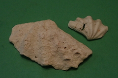 Tridacna maxima