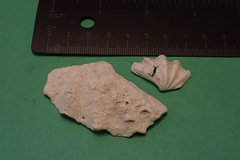 Tridacna maxima