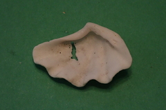 Tridacna maxima