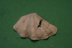 Tridacna maxima