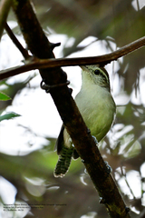 Uropsila leucogastra