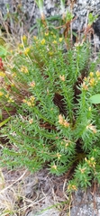 Rhodiola quadrifida, photograph author not stated, no rights reserved