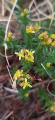 Rhodiola quadrifida, photograph author not stated, no rights reserved