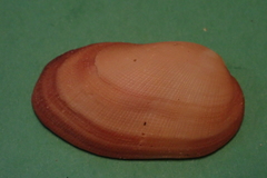 Barbatia