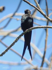 Psalidoprocne pristoptera