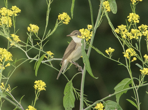 Marsh Warbler