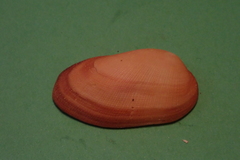 Barbatia