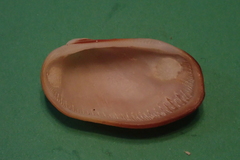 Barbatia