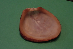 Bivalvia