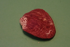 Bivalvia