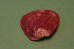 Bivalvia