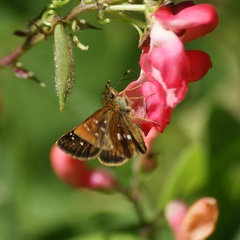 Piruna polingii