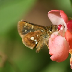 Piruna polingii