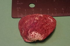 Bivalvia