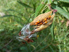 Oncopeltus fasciatus