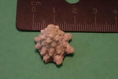 Astraeaceae