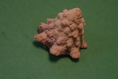 Astraeaceae
