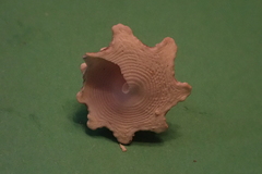 Astraeaceae