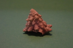 Astraeaceae