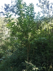 Salix paradoxa