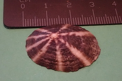 Cellana livescens