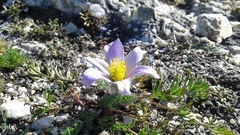 Pulsatilla tenuiloba