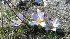 Pulsatilla tenuiloba