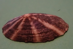 Cellana livescens