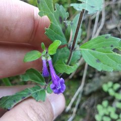 Scutellaria dumetorum