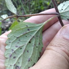 Scutellaria dumetorum
