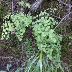 Adiantum poiretii