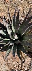 Agave mckelveyana