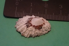 Patellogastropoda