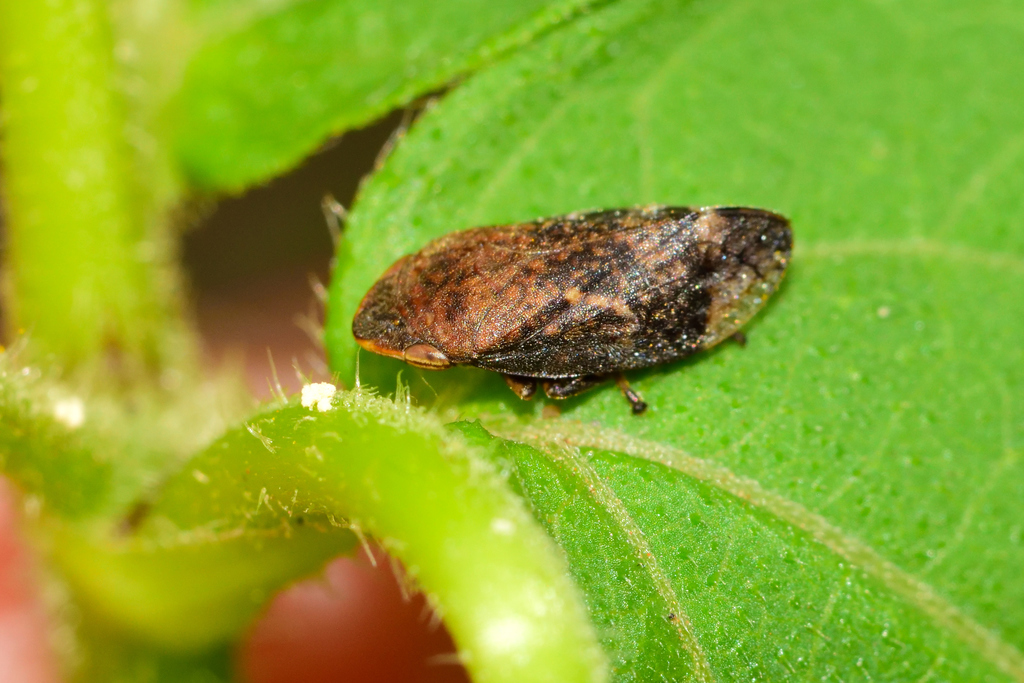 Philaronia