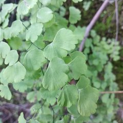 Adiantum poiretii