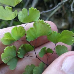 Adiantum poiretii