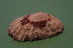 Patellogastropoda