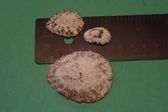 Patellogastropoda