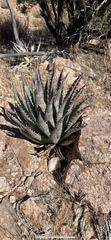 Agave mckelveyana