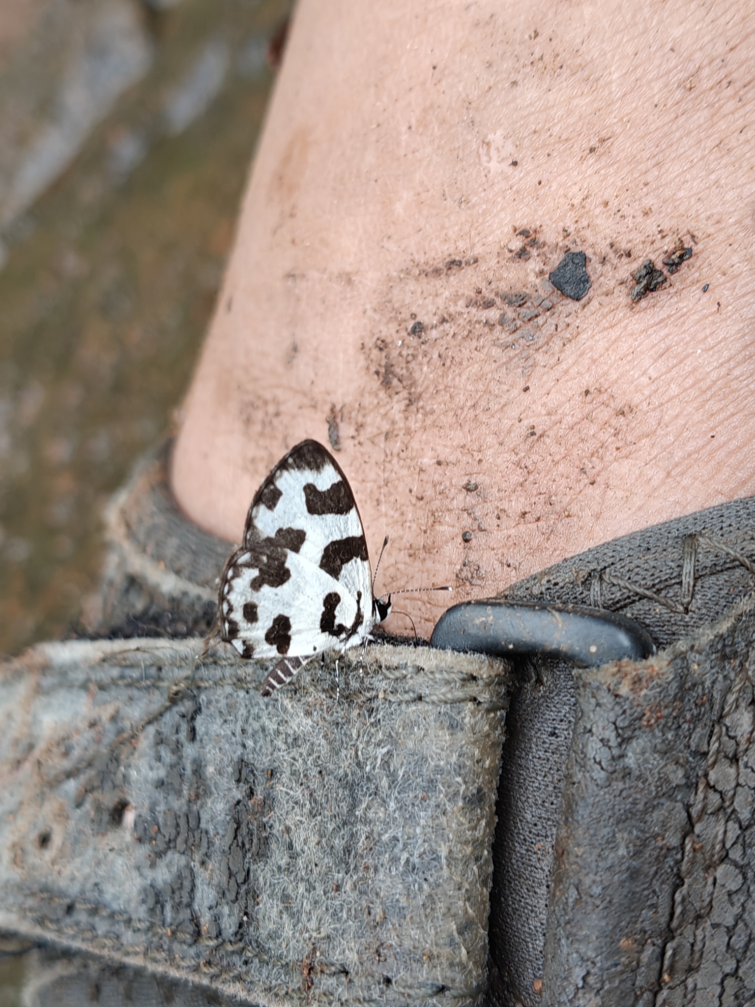 Angled Pierrot