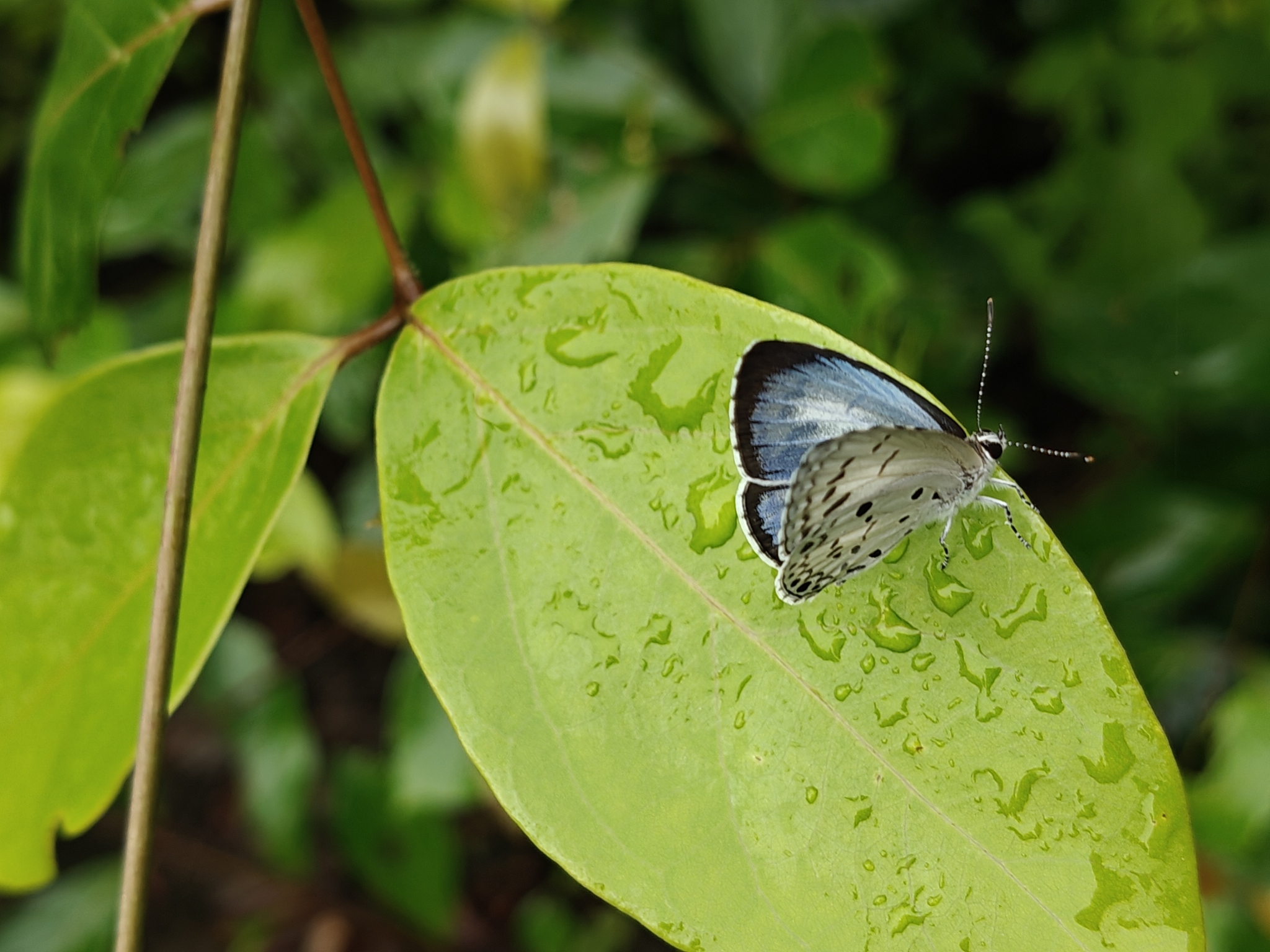 Common Hedge Blue